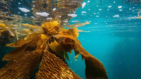 Magic seaweed perranporth
